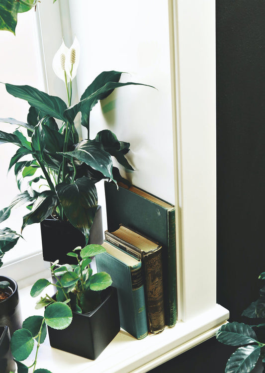 House Plants: How to keep them alive in the winter